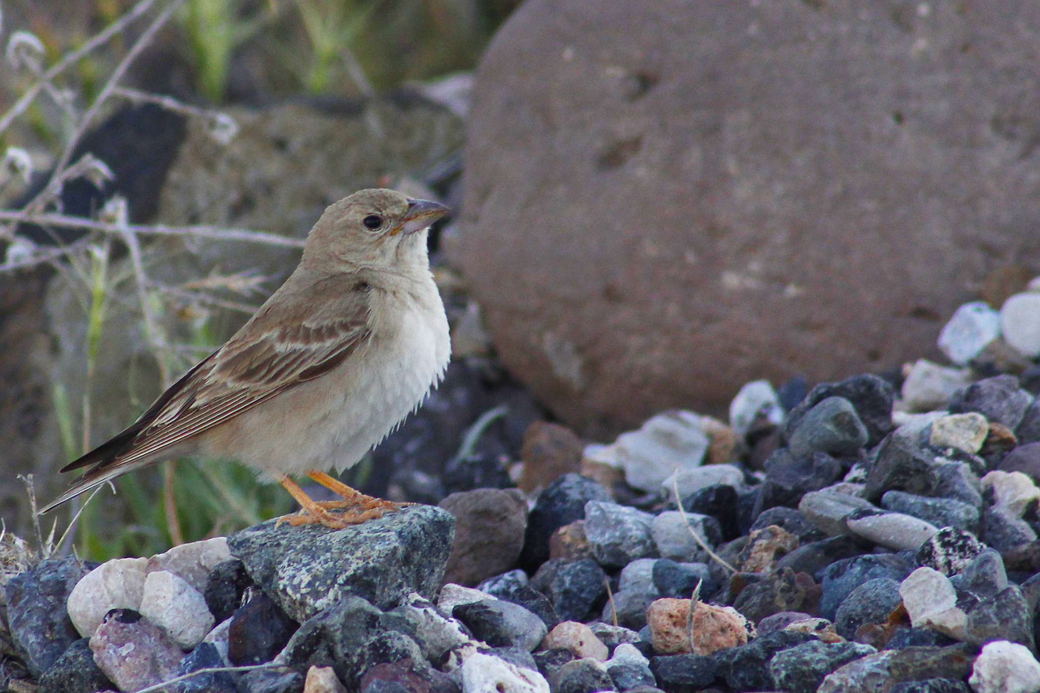 Pale Rockfinch